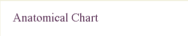 Anatomical  Chart